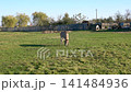 Grey donkey eating grass in a rural field with wooden fence and trees in background 141484936