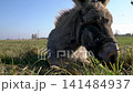 Grey donkey eating grass in a meadow against a blue sky 141484937