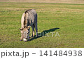 Grey donkey eating grass in a green meadow on a sunny day 141484938