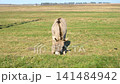 Grey donkey eating grass in a meadow against a clear blue sky 141484942