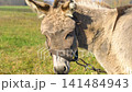 Brown donkey with a bridle standing in a grassy field on a sunny day 141484943