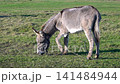 Grey donkey eating grass in a green meadow under clear skies 141484944