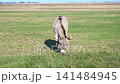 Grey donkey eating grass in a meadow under clear blue sky 141484945