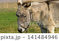 Brown donkey with a bridle in a grassy field during daylight 141484946