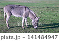 Grey donkey grazing in a lush green meadow on a sunny day 141484947