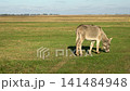 Grey donkey eating grass in a vast open meadow on a sunny day 141484948