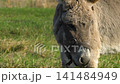 Brown donkey grazing in a grassy field with a harness 141484949