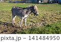 Grey donkey eating grass in a green meadow with a rustic wooden fence in the background 141484950