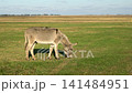 Grey donkey eating grass in a meadow against a clear blue sky 141484951