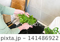 A person is washing various fresh greens in a sink. They hold a colander filled with the greens under running water to clean them. The kitchen is bright and tidy 141486922