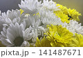 Close up view of vibrant yellow and white chrysanthemum flowers bouquet for romantic gift birthday celebration floristry and seasonal spring nature background 141487671