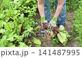 A woman pulls young beets from the soil in her home garden. She wears gloves and focuses on removing the beets while surrounded by green leaves 141487995