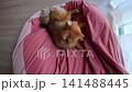 A cute Pomeranian puppy playing happily on the sofa in the living room of a house. 141488445