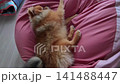 A cute Pomeranian puppy playing happily on the sofa in the living room of a house. 141488447
