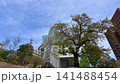 A view of the coastline from the Matsukawa pleasure boat, a popular tourist spot in Toyama City during springtime. 141488454