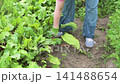 A woman picks young beets from her garden during a sunny day in early summer. She carefully pulls the beets from the ground to gather fresh produce for cooking 141488654