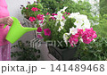 A woman waters her flowers on the balcony in July. She focuses on petunias and geraniums. The terrace is bright with blooms, showing the joy of caring for plants in summer 141489468