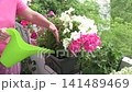 A woman is watering flowers on her balcony during July. She takes care of her petunias and geraniums. The flowers are vibrant and colorful, showing the beauty of summer 141489469