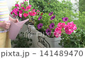 A woman waters pots filled with colorful flowers on her balcony. The bright petunias, geraniums, and African daisies thrive in the July sun. She enjoys time with her plants 141489470