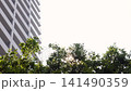 木漏れ日が差し込む街路樹越しに見上げる都市のタワーマンション 141490359