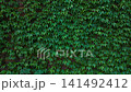 green fresh ivy climbing on wall background, spring abstract backdrop wallpaper 141492412