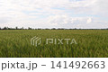 Lush green wheat field under bright sky. Vibrant agricultural landscape stretches across horizon. Nature's beauty showcases growth and tranquility. Ideal for farming and harvest themes. 141492663