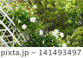 A beautiful arch of white climbing roses and fresh greenery bloom in the comprehensive recreation park in early summer. 141493497