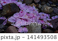 Sunlight filtering through the trees and cherry blossom petals [Nagano Prefecture] 141493508
