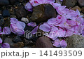 Sunlight filtering through the trees and cherry blossom petals [Nagano Prefecture] 141493509