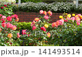 A scene of colorful roses blooming in the comprehensive recreation park in early summer, and brick flowerbeds. 141493514