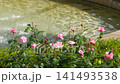 Beautiful pink roses blooming in front of the fountain at the comprehensive recreation park in early summer. 141493538