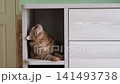 A relaxed ginger cat lies on a cabinet shelf in a cozy apartment and calmly looks around. A peaceful domestic scene featuring a curious pet, comfort, relaxation, and everyday life at home.  141493738