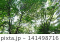 High-speed photography of lush green trees swaying in the wind, sunlight, and an apartment building. 141498716