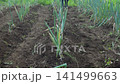 A man tending to a field of green onions. 141499663