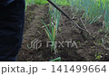 A man tending to a field of green onions. 141499664