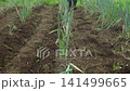A man tending to a field of green onions. 141499665