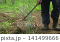 A man tending to a field of green onions. 141499666
