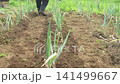 A man tending to a field of green onions. 141499667