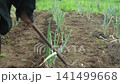 A man tending to a field of green onions. 141499668