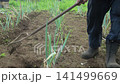 A man tending to a field of green onions. 141499669