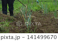 A man tending to a field of green onions. 141499670