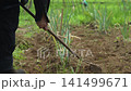 A man tending to a field of green onions. 141499671