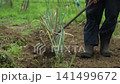A man tending to a field of green onions. 141499672
