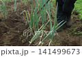 A man tending to a field of green onions. 141499673