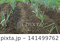 A man watering a field of green onions. 141499762