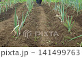 A man watering a field of green onions. 141499763
