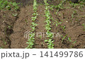 Man watering the field 141499786