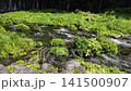 The river flowing from Shiraito Falls 141500907