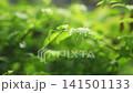 Fresh green leaves with water droplets after rain. 141501133