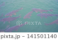 Colorful koi fish swimming in clear pond water. 141501140